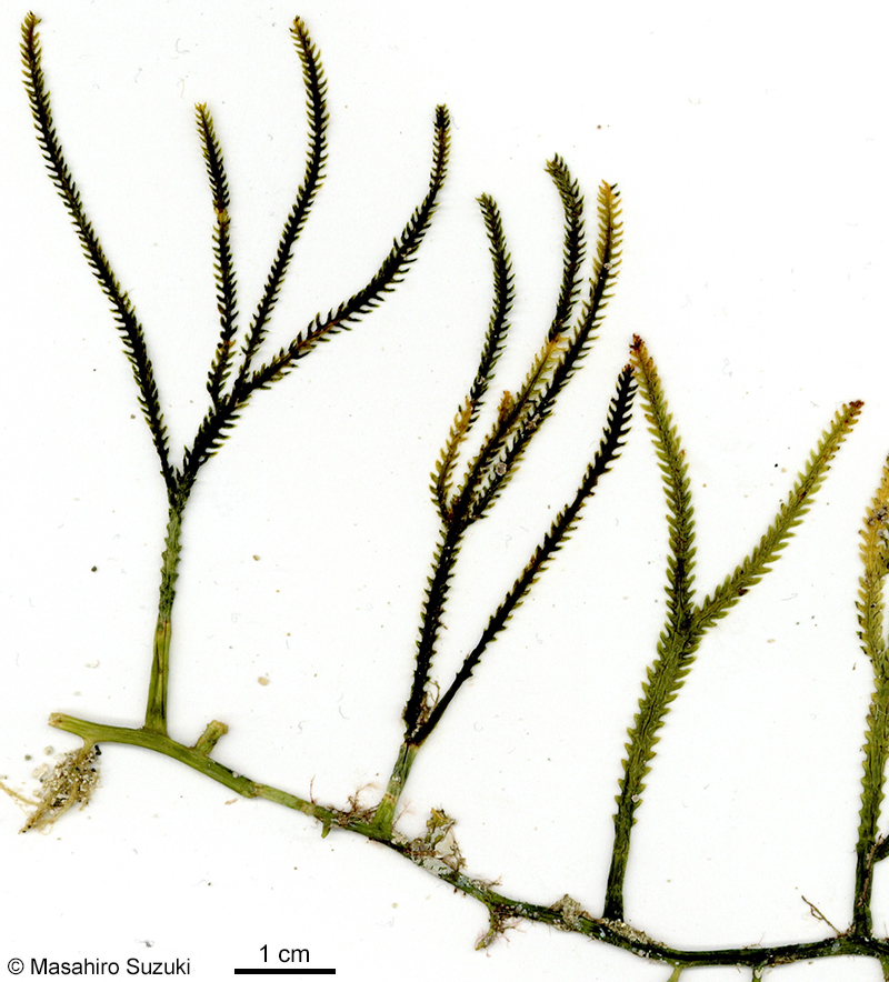 ビャクシンヅタ Caulerpa cupressoides f. amicorum